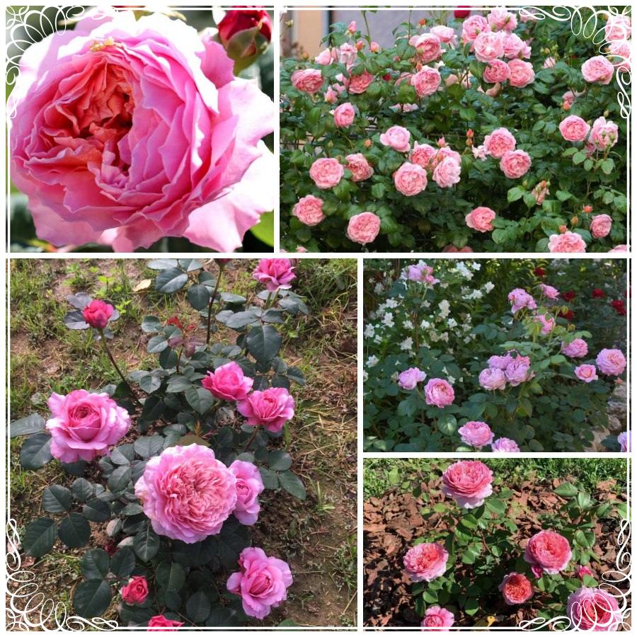 Eisvogel róża wielkokwiatowa